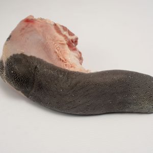 Lengua